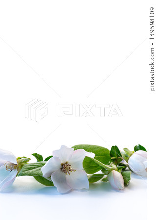 Fresh botanical quince flowers with soft romantic atmosphere Fresh botanical quince flowers with soft romantic atmosphere 139598109