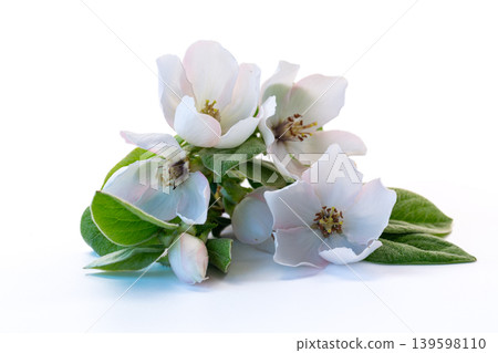 Delicate quince blooms arranged on bright white background Delicate quince blooms arranged on bright white background 139598110
