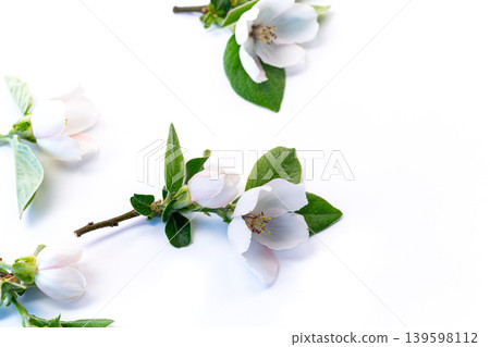 Top view blooming quince branches on white backdrop 139598112