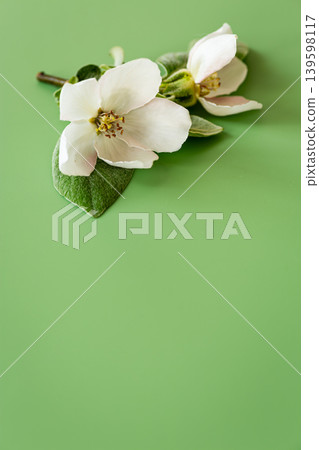 Top view delicate quince flowers and green leaves Top view delicate quince flowers and green leaves 139598117