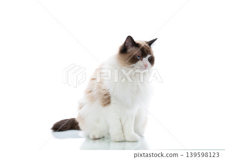 Majestic fluffy Ragdoll cat portrait in studio Majestic fluffy Ragdoll cat portrait in studio 139598123