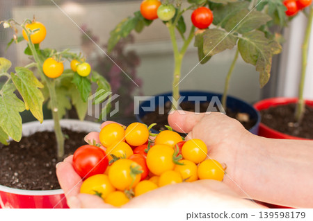 A man holds a collection of freshly picked tomatoes in his hands. He grows these vegetables on a balcony in a city apartment using plants in pots A man holds a collection of freshly picked tomatoes in his hands. He grows these vegetables on a balcony in a city apartment using plants in pots 139598179