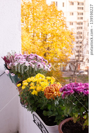 A balcony in a city showcases vibrant autumn flowers in pots. Bright yellow, pink, and purple blooms contrast with a backdrop of yellow leaves. The urban setting adds charm to the scene A balcony in a city showcases vibrant autumn flowers in pots. Bright yellow, pink, and purple blooms contrast with a backdrop of yellow leaves. The urban setting adds charm to the scene 139598227