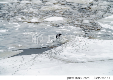 Hooded Crows Foraging On Icy River Floe In Winter Landscape, Cold Wildlife Scene Hooded Crows Foraging On Icy River Floe In Winter Landscape, Cold Wildlife Scene 139598454