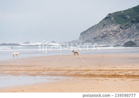 Dogs enjoying freedom on Vega Beach, Asturias 139598777