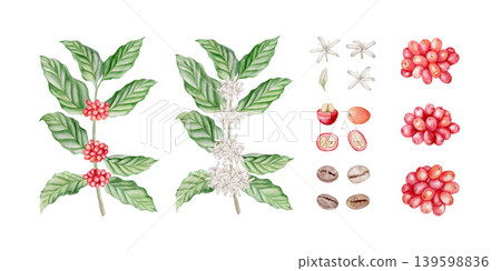 Coffee branches with white flowers and red berries, roasted beans and fruit cross-sections watercolor isolated illustration set. Hand drawn tropical plant clipart for cafe designs. Realistic drawing. Coffee branches with white flowers and red berries, roasted beans and fruit cross-sections watercolor isolated illustration set. Hand drawn tropical plant clipart for cafe designs. Realistic drawing. 139598836