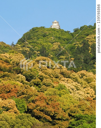 金開山和岐阜城堡,樹木盛開 金開山和岐阜城堡,樹木盛開 139598866