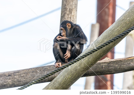 A chimpanzee sitting while eating food on a wooden pole in the outdoors A chimpanzee sitting while eating food on a wooden pole in the outdoors 139599016