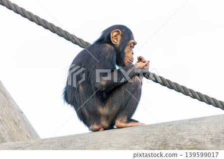 A chimpanzee sitting while eating food on a wooden pole in the outdoors A chimpanzee sitting while eating food on a wooden pole in the outdoors 139599017