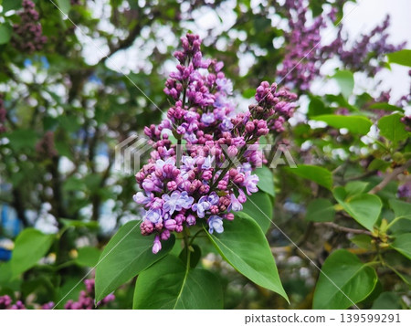 Clusters of vibrant lilac flowers, Syringa vulgaris bloom on a green bush. The flowers exhibit shades of purple and lavender, with some buds still closed. Clusters of vibrant lilac flowers, Syringa vulgaris bloom on a green bush. The flowers exhibit shades of purple and lavender, with some buds still closed. 139599291