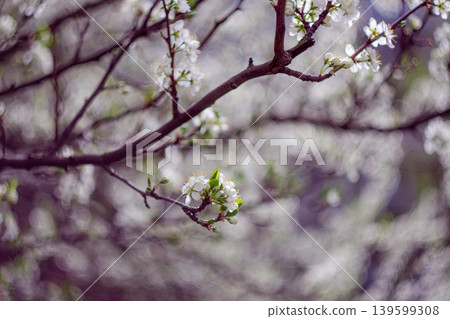 A flowering branch of a fruit tree with a twisted bokeh in the background A flowering branch of a fruit tree with a twisted bokeh in the background 139599308