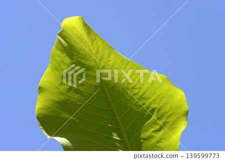 Magnolia macrophylla - Leaf pattern 139599773