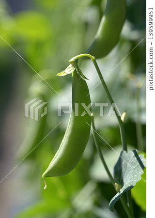 Snap peas 139599951