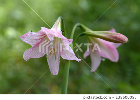 朱頂紅 朱頂紅 139600053