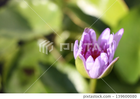 Small lotus blossom close up photo. Small lotus blossom close up photo. 139600080
