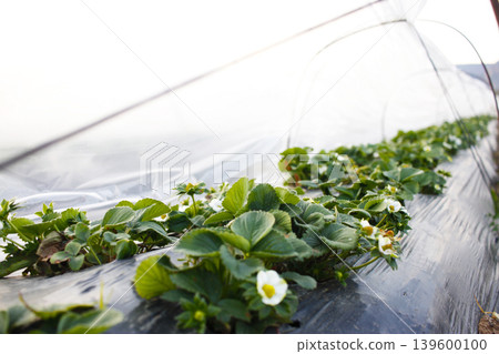 Growing strawberries mulch film in the field. Farm products, agriculture Growing strawberries mulch film in the field. Farm products, agriculture 139600100