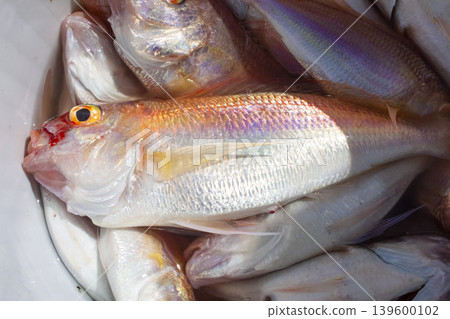 Perch, bucket of fish, catch on fishing Perch, bucket of fish, catch on fishing 139600102