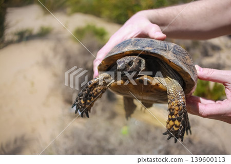 A man holds a turtle in his hands. Land tur. Testudo horsfieldii, Mediterranean tortoise. A man holds a turtle in his hands. Land tur. Testudo horsfieldii, Mediterranean tortoise. 139600113