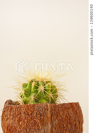 Prickly Cactus in a Small Coconut Pot Prickly Cactus in a Small Coconut Pot 139600140