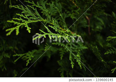 Cypress tree. Close-up of green conifers plant leaves in the forest Cypress tree. Close-up of green conifers plant leaves in the forest 139600145