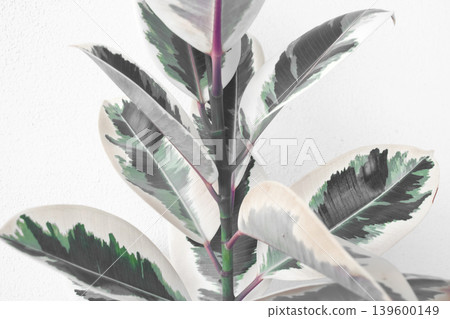 Ficus elastica tineke. Wallpaper, plant on a white background. Ficus elastica tineke. Wallpaper, plant on a white background. 139600149