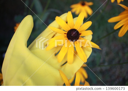 Gardeners hand in yellow gloves with plant Gardeners hand in yellow gloves with plant 139600173