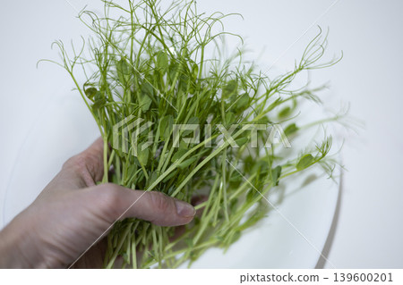 Microgreens, organically grown fresh peas at home Microgreens, organically grown fresh peas at home 139600201