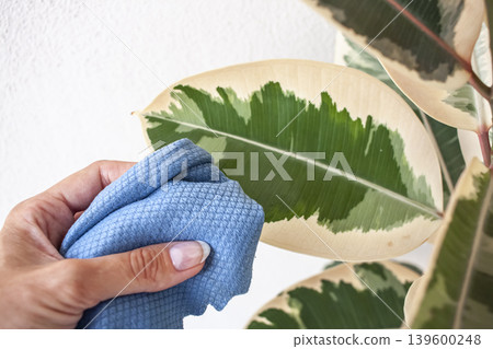 Plant care, a hand wipes the leaves of a plant. Houseplants. Ficus. Plant care, a hand wipes the leaves of a plant. Houseplants. Ficus. 139600248