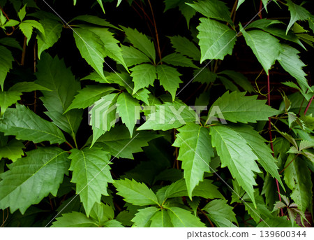 The background of green leaves of wild grapes The background of green leaves of wild grapes 139600344