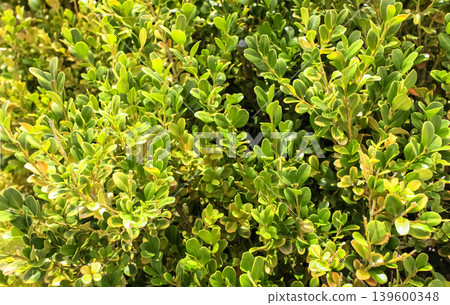 Close-up of dried Buxus branches 139600348