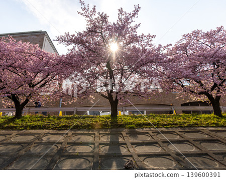 Cherry blossoms casting long shadows in the sunlight (Aoi Cherry Blossoms, Otogawa, Aichi Prefecture) Cherry blossoms casting long shadows in the sunlight (Aoi Cherry Blossoms, Otogawa, Aichi Prefecture) 139600391