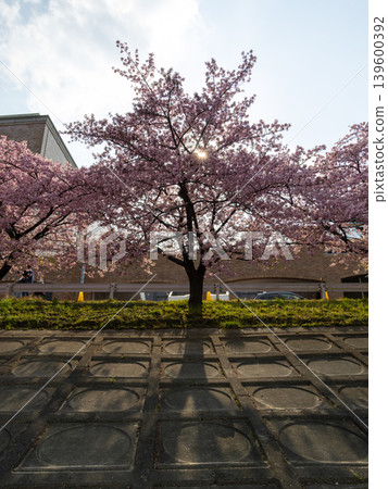 Cherry blossoms casting long shadows in the sunlight (Aoi Cherry Blossoms, Otogawa, Aichi Prefecture) 139600392
