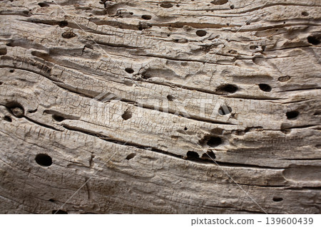 Close up wood texture for background. Natural tree, wood relief, wood structure, stripes on wood, termite track. Close up wood texture for background. Natural tree, wood relief, wood structure, stripes on wood, termite track. 139600439