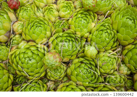 Green background from plants. Stone Rose. Sempervivum, Crassulaceae, Houseleek, Live Forever. Sempervivum succulent. 139600442