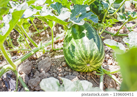 Watermelon fruit Plantation, Melon Field, Growing watermelons Watermelon fruit Plantation, Melon Field, Growing watermelons 139600451