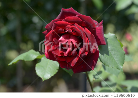 Papameian Rose Flower Papameian Rose Flower 139600610
