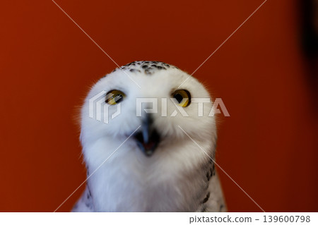 owl   139600798