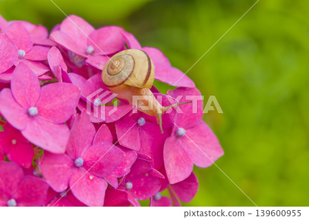 Hydrangea and snail Hydrangea and snail 139600955