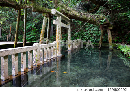 【鹿島神社】鳥居彷彿漂浮在清澈的池塘上。 【鹿島神社】鳥居彷彿漂浮在清澈的池塘上。 139600992
