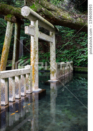 【鹿島神社】鳥居彷彿漂浮在清澈的池塘上。 【鹿島神社】鳥居彷彿漂浮在清澈的池塘上。 139600993