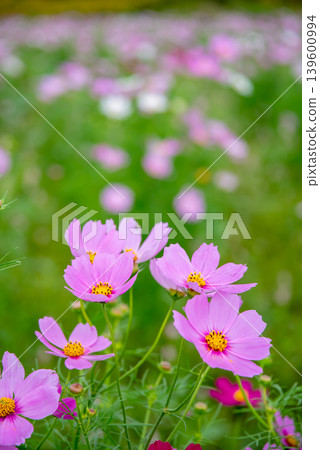 Cosmos flowers (Cosmos field south of JR Seki Station, Seki-cho, Kameyama City, Mie Prefecture) Cosmos flowers (Cosmos field south of JR Seki Station, Seki-cho, Kameyama City, Mie Prefecture) 139600994