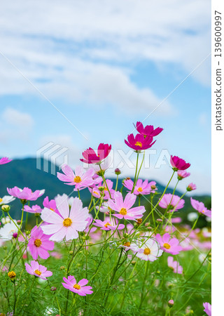 波斯菊(JR關站南側的波斯菊田,龜山市關町,三重縣) 波斯菊(JR關站南側的波斯菊田,龜山市關町,三重縣) 139600997