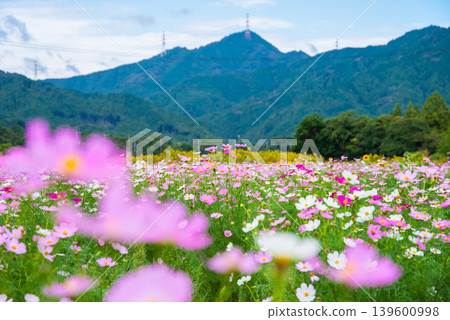 波斯菊(JR關站南側的波斯菊田,龜山市關町,三重縣) 波斯菊(JR關站南側的波斯菊田,龜山市關町,三重縣) 139600998