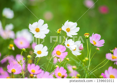 Cosmos flowers (Cosmos field south of JR Seki Station, Seki-cho, Kameyama City, Mie Prefecture) Cosmos flowers (Cosmos field south of JR Seki Station, Seki-cho, Kameyama City, Mie Prefecture) 139601011