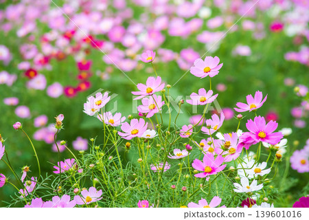 Cosmos flowers (Cosmos field south of JR Seki Station, Seki-cho, Kameyama City, Mie Prefecture) Cosmos flowers (Cosmos field south of JR Seki Station, Seki-cho, Kameyama City, Mie Prefecture) 139601016