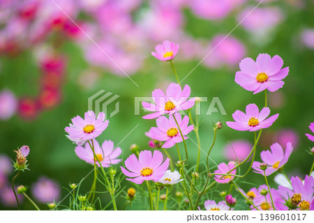 Cosmos flowers (Cosmos field south of JR Seki Station, Seki-cho, Kameyama City, Mie Prefecture) Cosmos flowers (Cosmos field south of JR Seki Station, Seki-cho, Kameyama City, Mie Prefecture) 139601017