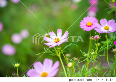 Cosmos flowers (Cosmos field south of JR Seki Station, Seki-cho, Kameyama City, Mie Prefecture) Cosmos flowers (Cosmos field south of JR Seki Station, Seki-cho, Kameyama City, Mie Prefecture) 139601018