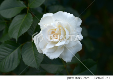 Margaret Merrill - Rose Margaret Merrill - Rose 139601035