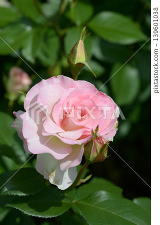 Matilda rose flower Matilda rose flower 139601038