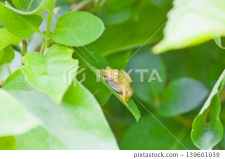 Hydrangea leaves and frogs Hydrangea leaves and frogs 139601039